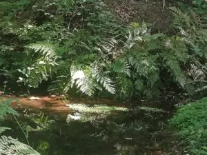 psilocybine-begeleiding-integratie/