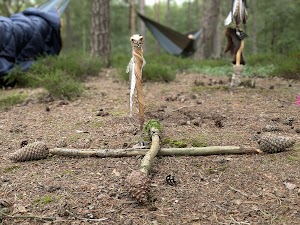 Natuurkrachtcoach place picture