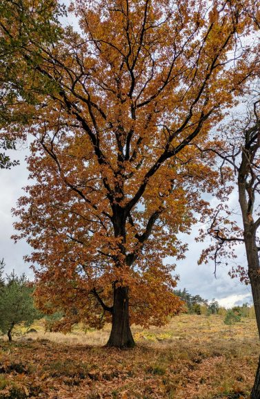 psilocybine-ceremonie-integratie